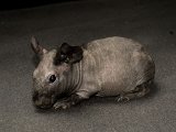 Meet Synthia, the black skinny pig!