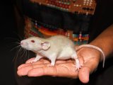 Say hello to Penney, the dumbo rat!