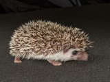 Introducing Douglas, the salt & pepper hedgehog!