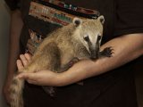 Meet Cody, the mountain coatimundi!