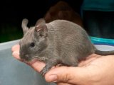 Meet Buford, the blue degu!