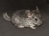 Meet Chuckie, the gray chinchilla!