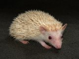 Meet Jerrie, the cinnamon hedgehog!