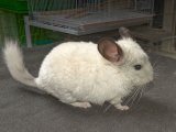 Say hello to Marlee, the high white mosaic chinchilla!