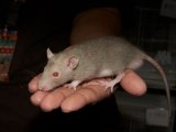 Welcome Dudley, the pet rat!