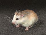Meet Darwin, the Roborovski dwarf hamster!