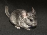 Welcome Dree, the gray chinchilla!