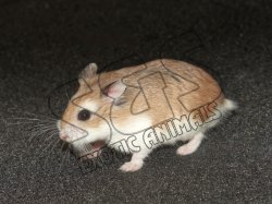 Meet Pauley, the Roborovski hamster!