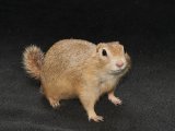Meet Shaun, the Richardson’s ground squirrel!