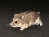 Say hello to Maryam, the Djungerian dwarf hamster!