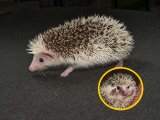 Meet Cedric, the salt & pepper pinto hedgehog!