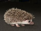 Say hello to Duane, the salt & pepper hedgehog!