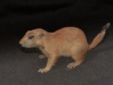 Welcome Pieter, the prairie dog!