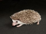 Introducing Houston, the salt & pepper hedgehog!
