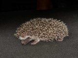 Introducing Brianna, the salt & pepper hedgehog!