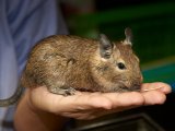 Introducing Braden, the brown degu!