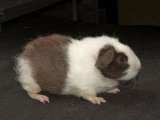 Welcome Teddie, the American guinea pig!
