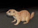 Say hello to Scarlett, the prairie dog!