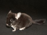 Welcome Bess, the black velvet chinchilla!