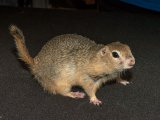 Meet Davy, the Richardson’s ground squirrel!