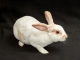 Welcome Truett, the rex rabbit!