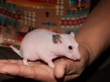 Meet Harvie, the hairless hamster!