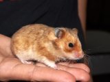 Welcome Tonie, the Syrian hamster!