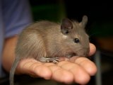 Meet Buster, the blue degu!