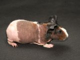 Welcome Adriana, the red & white skinny pig!