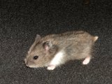 Introducing Thomas, the Djungarian hamster!