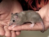 Meet Vinnie, the short tail opossum!