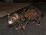 Welcome Felicia, the sable mask ferret!