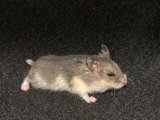 Welcome Tayler, the Djungarian hamster!