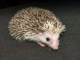 Welcome Maris, the salt & pepper pinto hedgehog!
