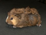 Welcome Louise, the Abyssinian guinea pig!