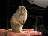 Say hello to Dharma, the Richardson’s ground squirrel!