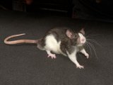 Introducing Rocco, the pet rat!