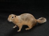 Welcome Sylas, the Richardson’s ground squirrel!
