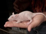 Welcome Ruben, the hairless rat!