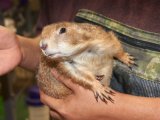 Meet Pence, the prairie dog!