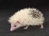 Meet Randi, the pinto hedgehog!