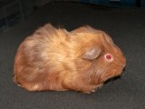 Welcome Suzie, the silkie guinea pig!