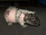 Welcome Wynona, the werewolf skinny pig!