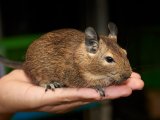 Say hello to Bryon, the brown degu!