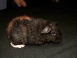 Meet Gena, the American guinea pig!