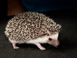 Say hello to Marten, the salt & pepper hedgehog!