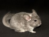 Introducing Bennie, the violet chinchilla!