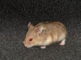 Meet Bristol, the Djungarian hamster!