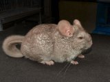 Welcome Markie, the beige chinchilla!