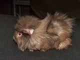 Meet Pollard, the Peruvian guinea pig!